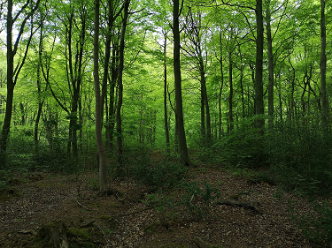 Chopwell Wood forestry