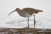 Birdwatch on the Staiths