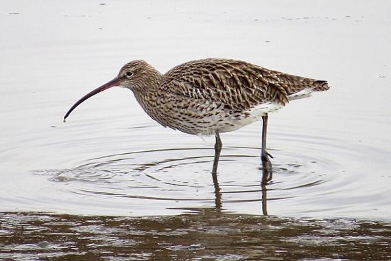 Birdwatch on the Staiths