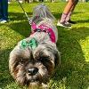 Dunston Staiths dog show