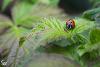 Tyne Derwent Way Wildlife recording ladybird