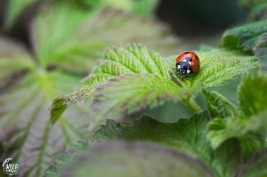 Tyne Derwent Way Wildlife recording ladybird