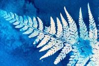 Art Diamonds: Play with Cyanotype with Jo Howells