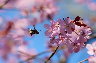 Blossom with a bee