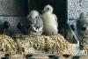 Kittiwake chicks