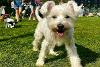 Happy dog