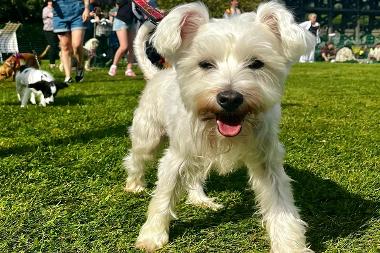Happy dog