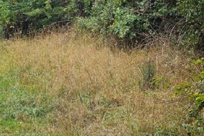 Grasslands on Tyne Derwent Way