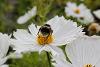 Bee on a flower