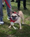 Tyne Derwent Way dog show
