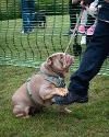 Tyne Derwent Way dog show
