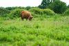 Cow on the Tyne Derwent Way