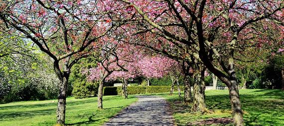 Saltwell Park blossom